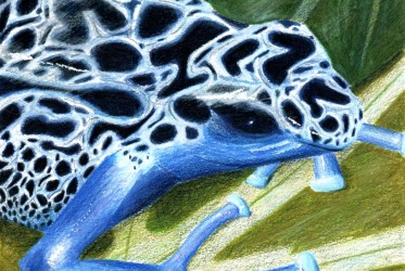 Blue poison dart frog by Gumnut Logic