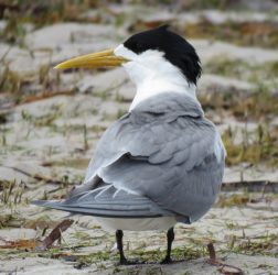 Crested tern?