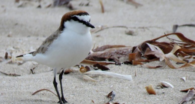Red-capped Plover (female)